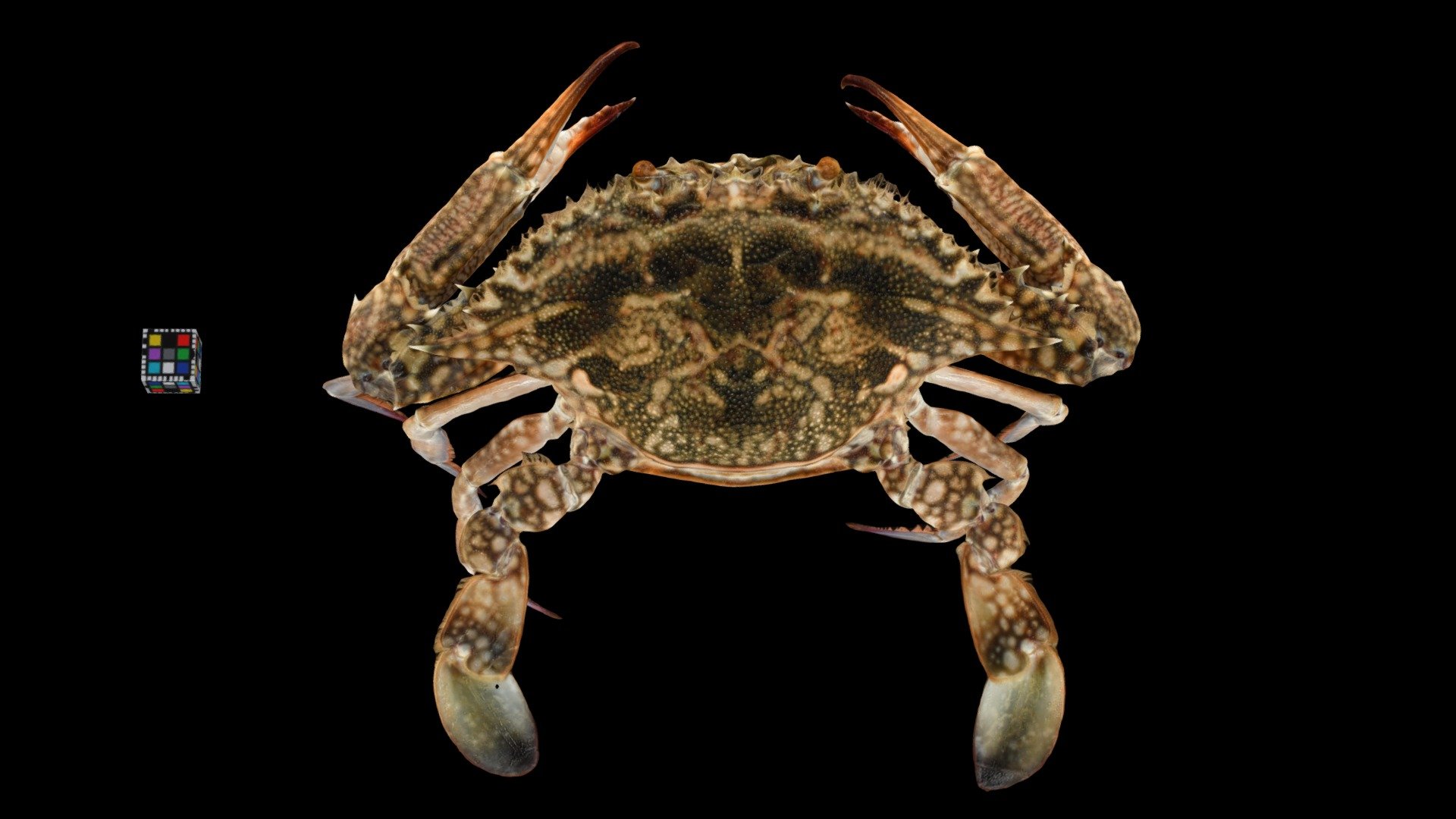 タイワンガザミ ♀ Blue Manna Crab, Portunus pelagicus