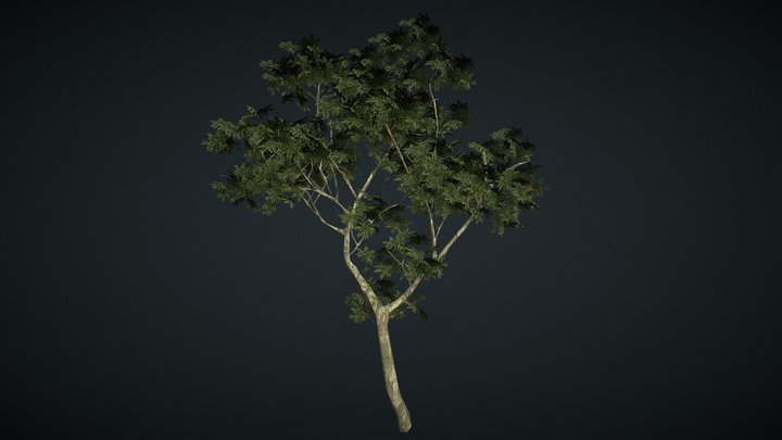 Japanese Ash Tree 3D Model