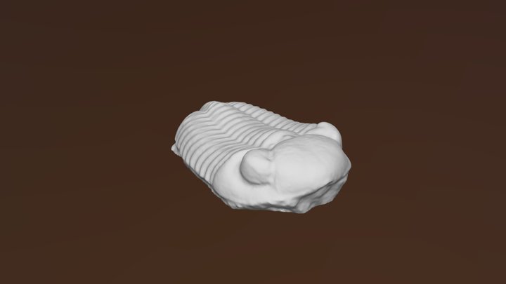 Phacops 3D Model