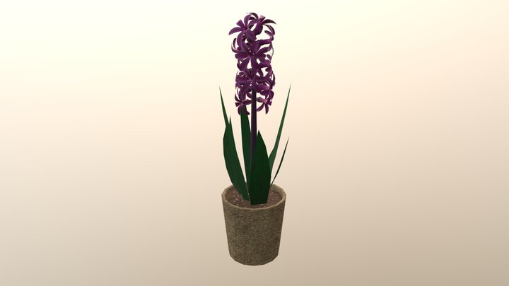 Hyacinth 3D Model