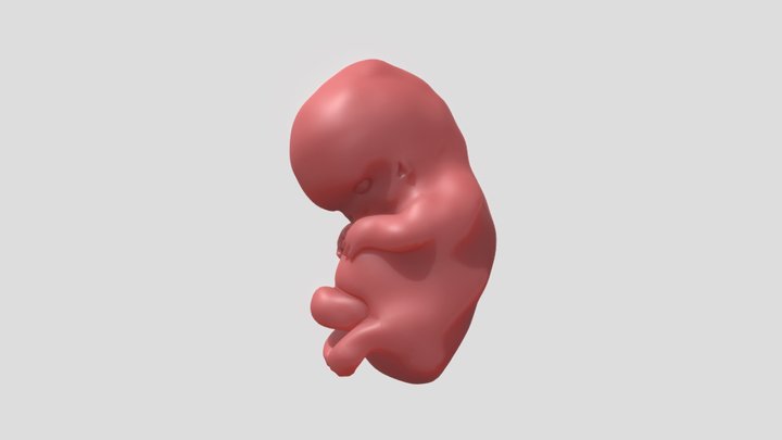 Embryo 3D Model