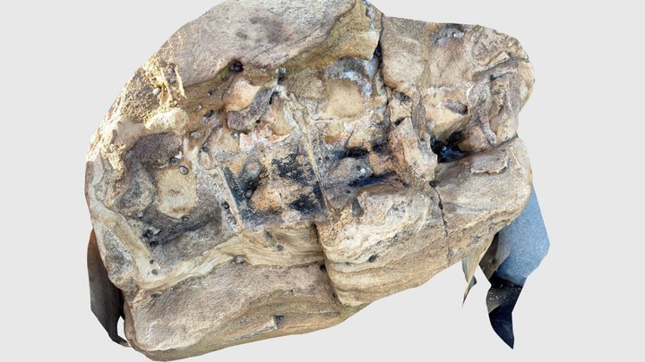 Fossil whale vertebrae in beach boulder 3D Model