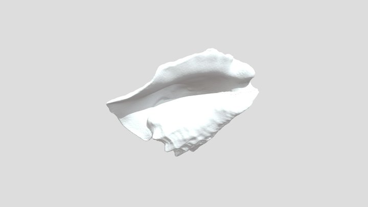 Conch Shell Mesh Stl 3D Model