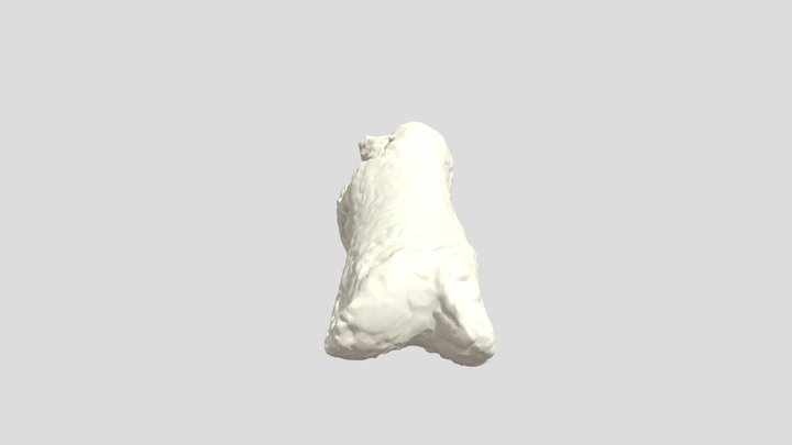 Phalange de bovidé 3D Model
