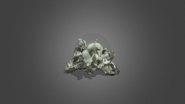 Lichen test-3 3D Model