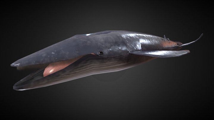 Blue Whale Rigged 3D Model