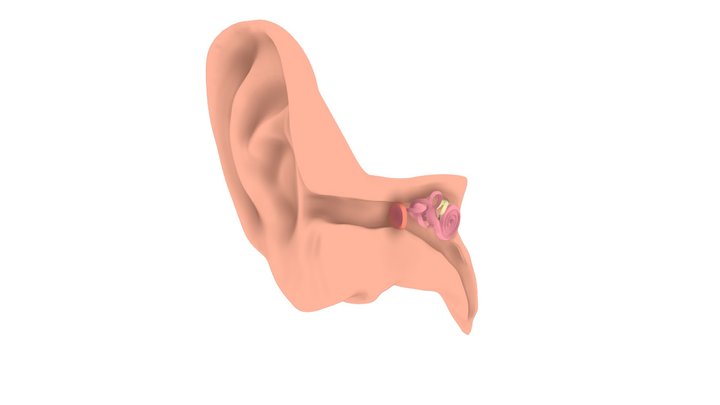 ear 3D Model
