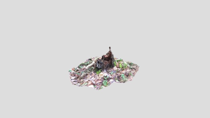 Tree stump - Canklow woods, Rotherham, UK 3D Model