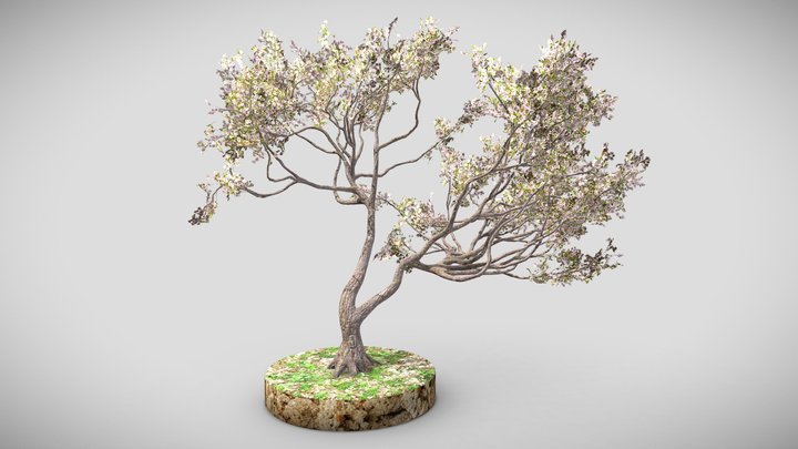 Tree 1 3D Model