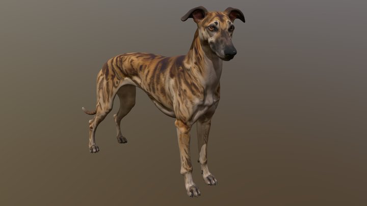 Spanish Greyhound (Galgo Español) 3D Model