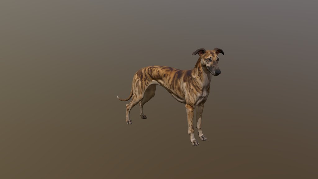 Spanish Greyhound (Galgo Español)