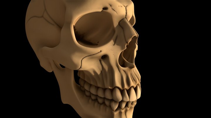 Stylized Human Skull – Free 3D Model STL