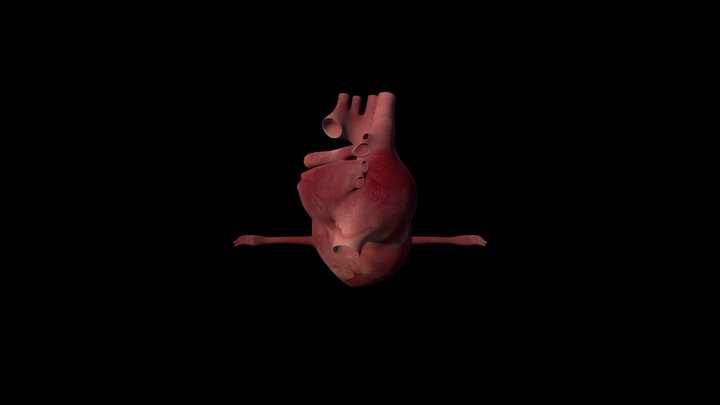 Sirdis H 3D Model