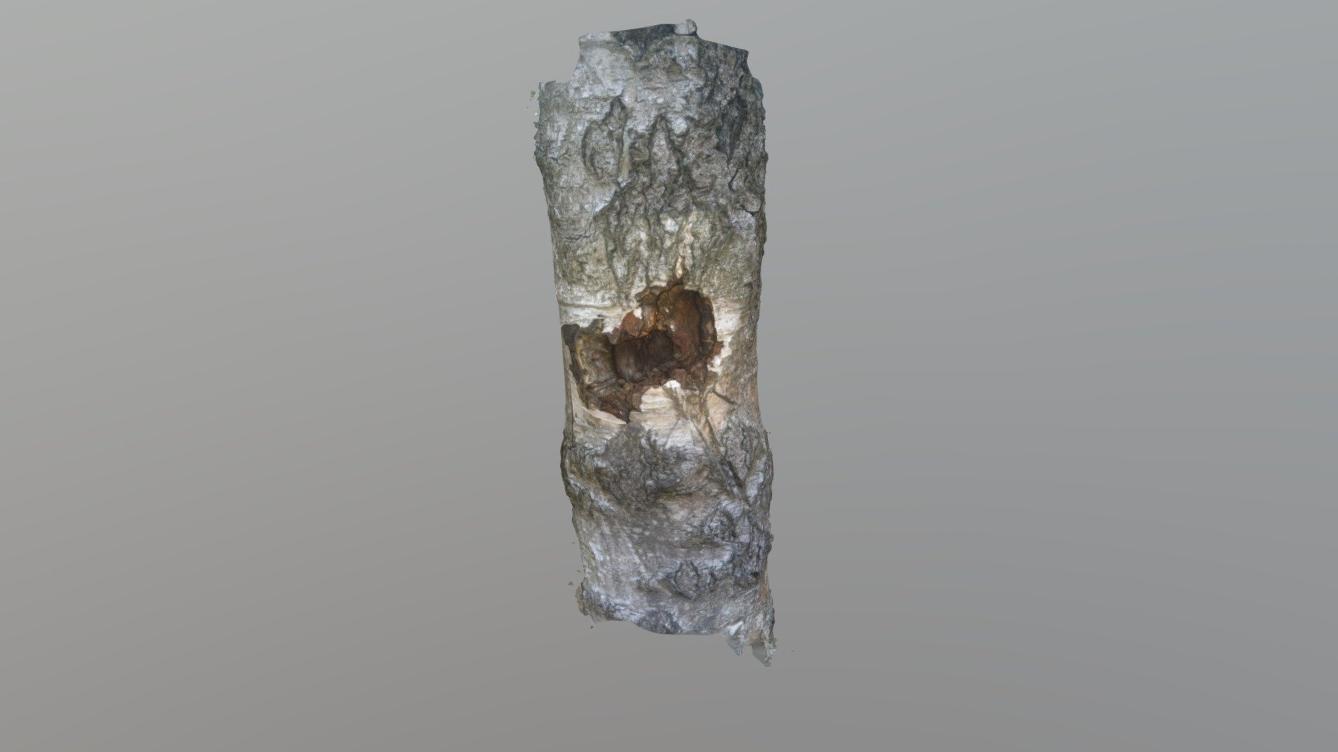 Tree trunk photogrammetry test 01