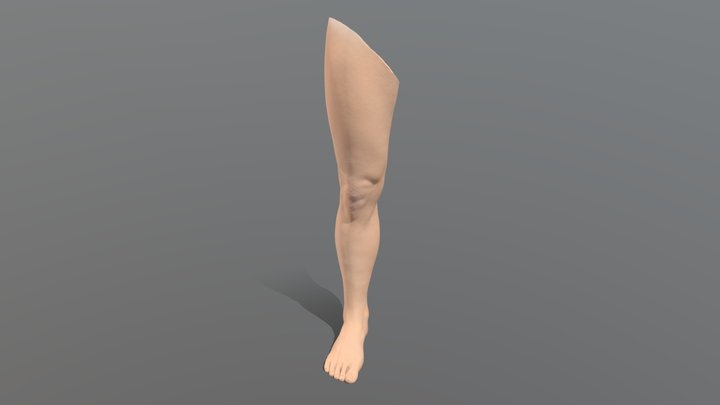 Procreate models leg 3D Model