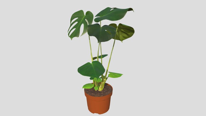 I KEA_MONSTERA DELICIOSA Planta – Modello 3D gratuito STL