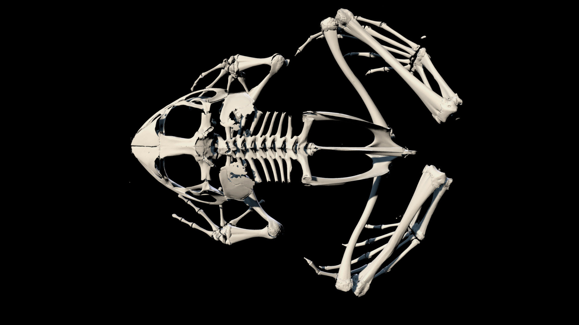 Ceratobatrachidae: Cornufer guppyi - 3D model by Blackburn Lab ...