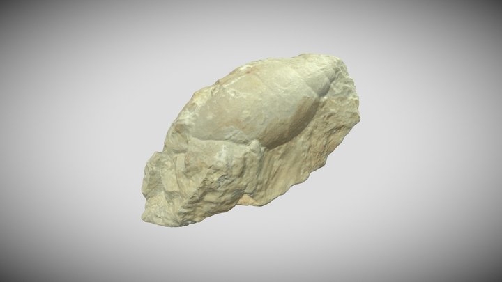 Acteonidae - Gasteropode 3D Model