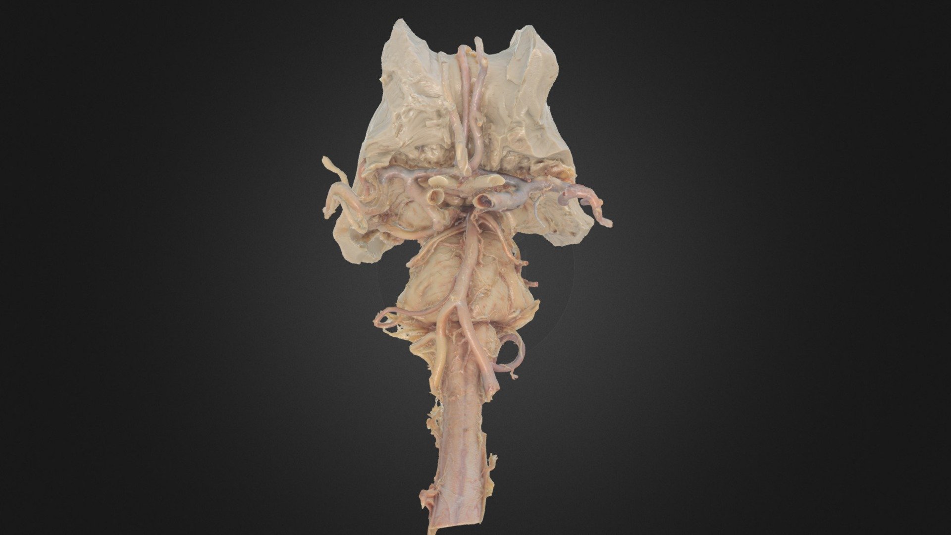 Brainstem with Circle of Willis — Sketchfab embed 3D viewer