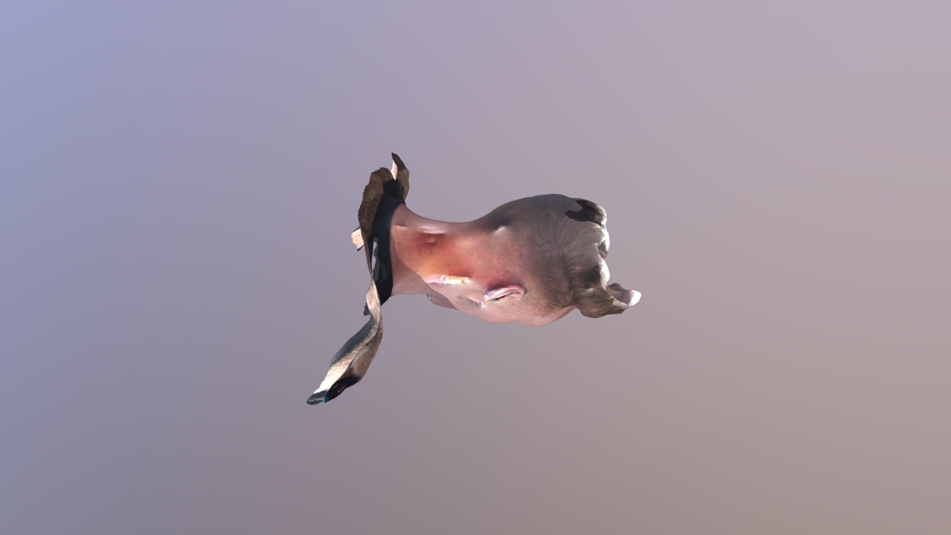 octosam