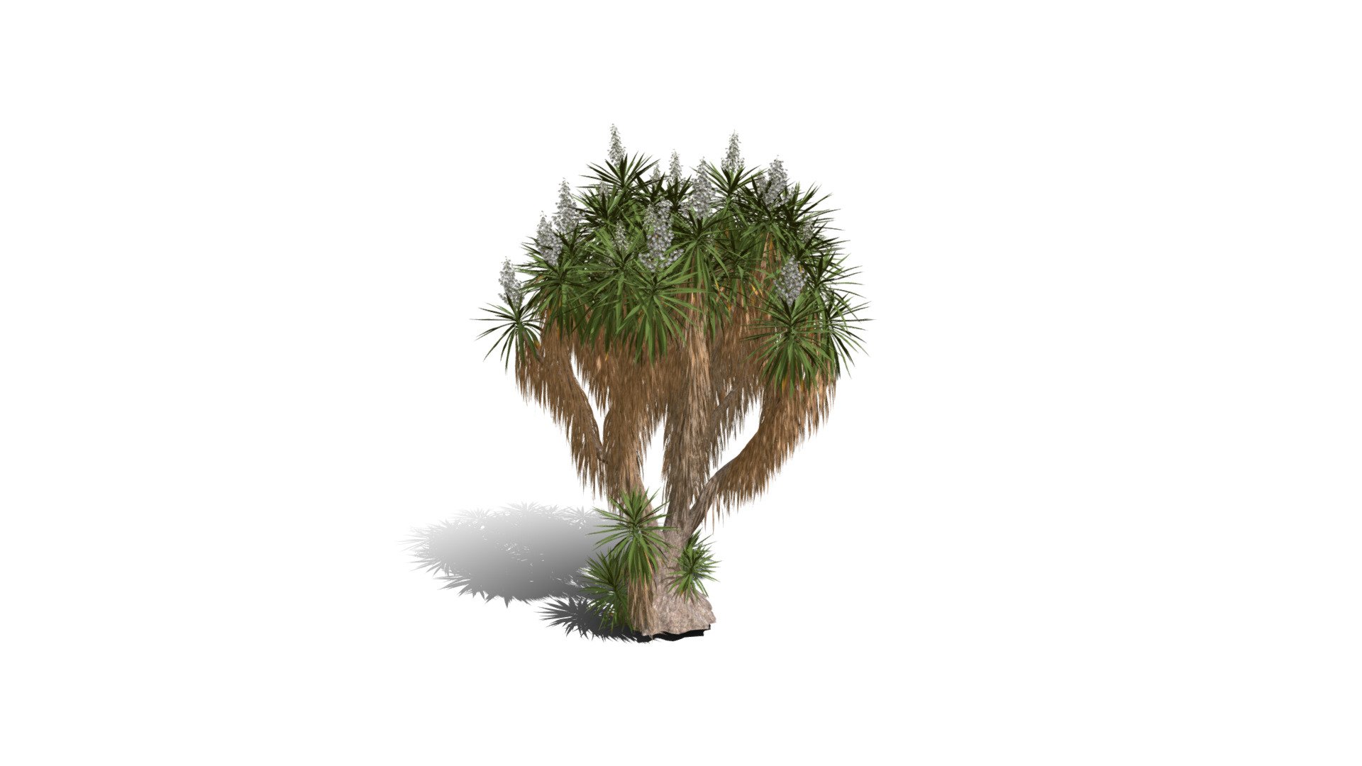 Realistic HD Spineless yucca (15/30) — Sketchfab embed 3D viewer