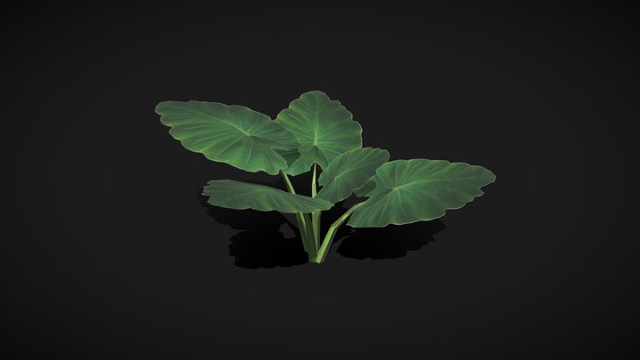 Elephant Ear Plant 3D Model
