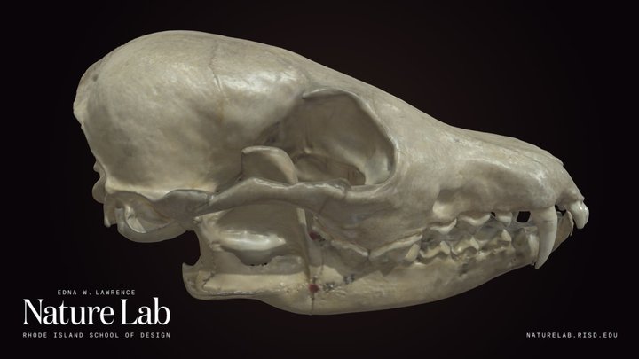 Red Fox Skull – Kostenloses 3D-Modell STL