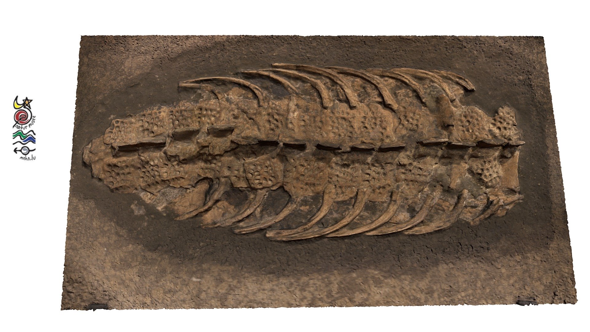 Steneosaurus bollensis TU155