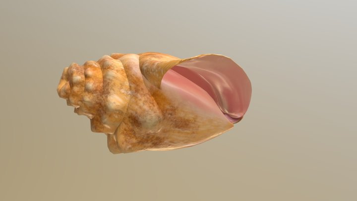 Conch Shell 3D Model