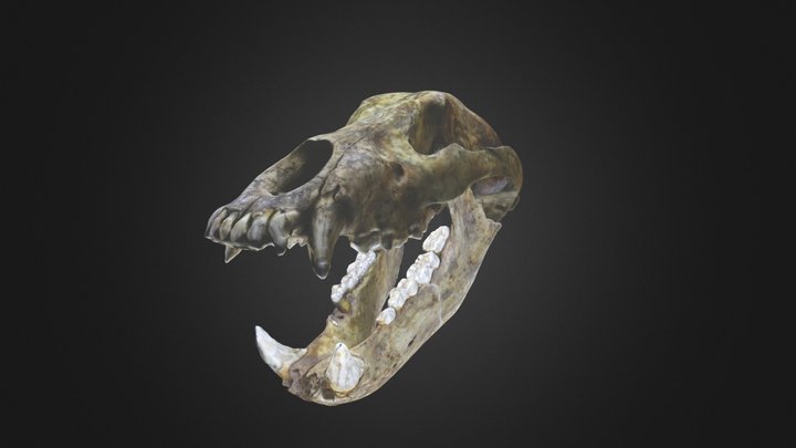 Cave Bear Skull Animation – Modello 3D gratuito STL