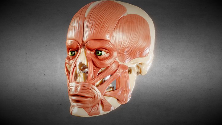 Facial Muscles 3D Model