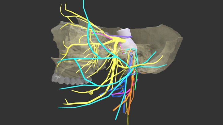 Cranial Nerves w/ Transparent Cranium 3D Model