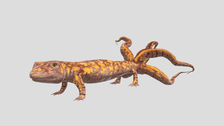 Salamander Textured and Animated 3D Model