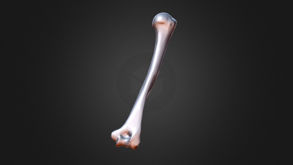 Humerus - 3d Model By Docs4d Gmbh (@drparaforos) [6af0656] - Sketchfab