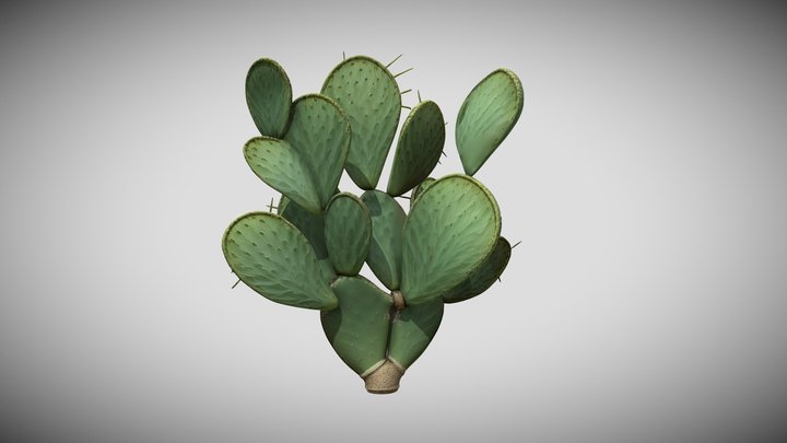Opuntia decumbens – Modello 3D gratuito STL