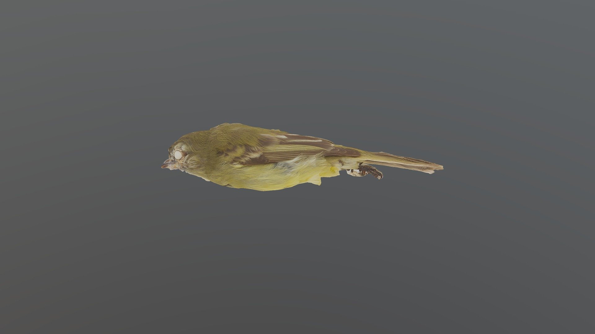 Planalto Tyrannulet - Phyllomyias fasciatus