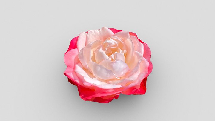 Rosebud – Gratis 3D-model STL