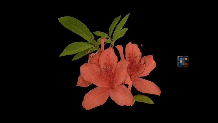 CC0 ヤマツツジ Moutain Azalea – Modello 3D gratuito STL