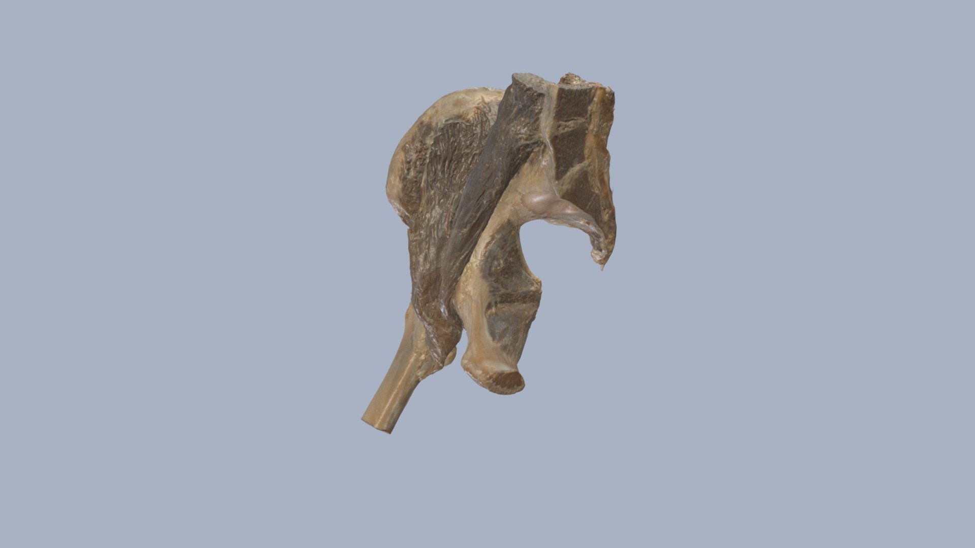 Hüfte Rostock — Sketchfab embed 3D viewer