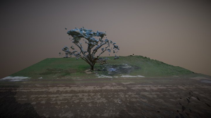 Walnut Tree Test_12 3D Model