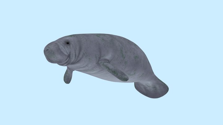 Florida Manatee 3D Model