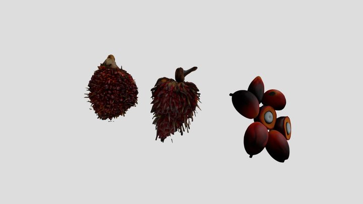 Oil Fruit Palm 3D Model