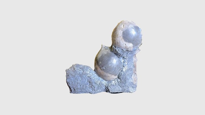 Echinosphaerites aurantium 3D Model