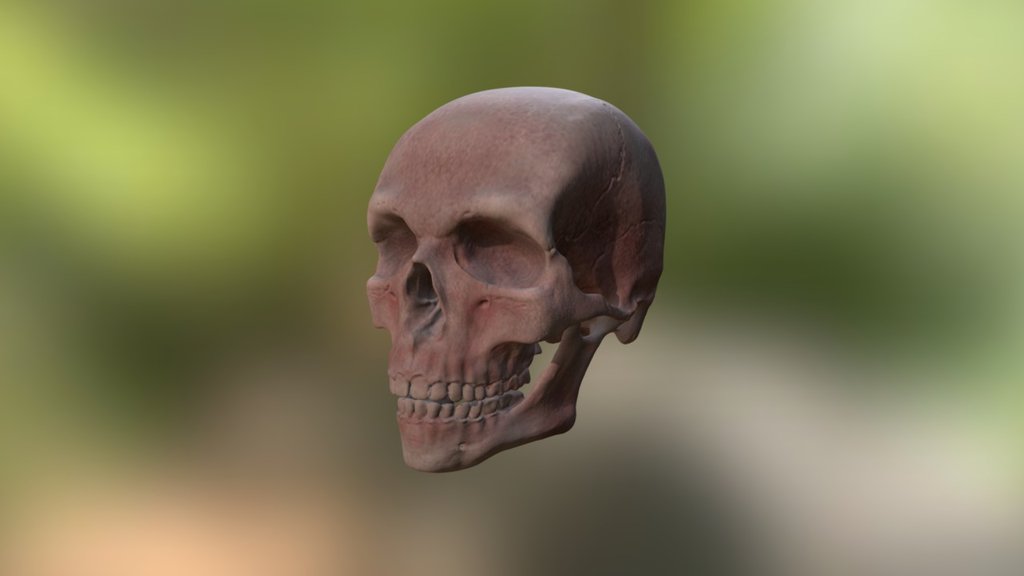 Old Human Skull