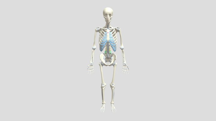 XR Anatomy Project: Kadai C 3D Model