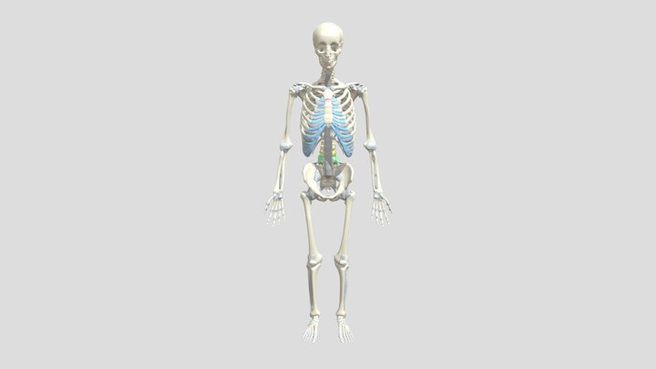 Humananatomy 3D models - Sketchfab