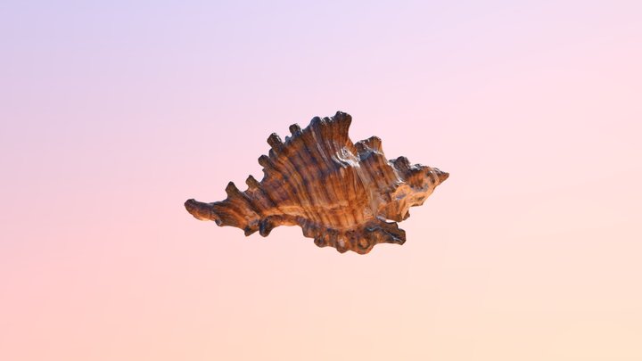 Sea Conch Shell 3D Model