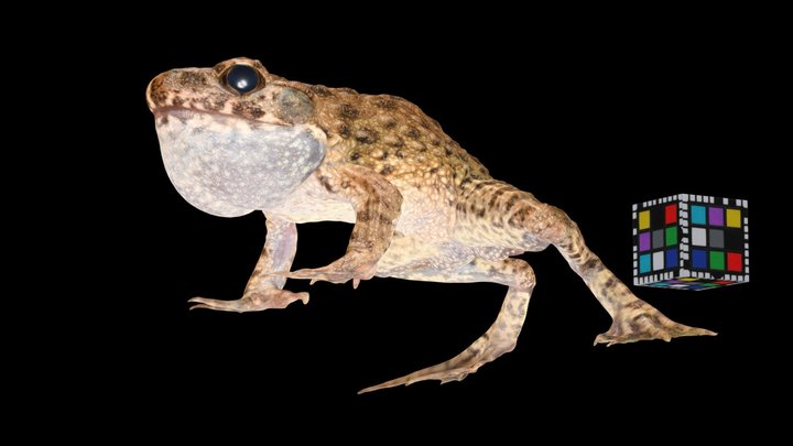 Frogs Boxed - A 3D model collection by baxterbaxter - Sketchfab