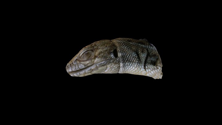 Lacerta agilis 3D Model