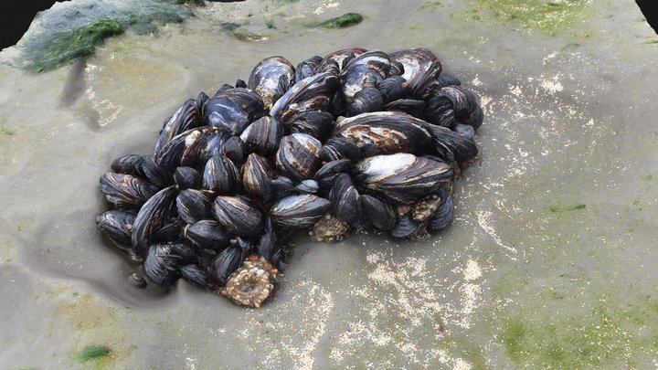 Mussels at Wilder Ranch – Modèle 3D gratuit STL
